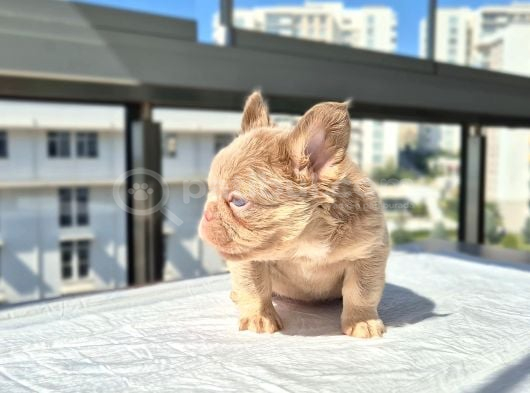 Tr de ki en yeni versiyonda exotic french bulldog yavruları