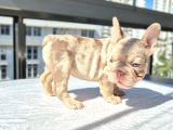 Tr De Ki En Yeni Versiyonda Exotic French Bulldog Yavruları