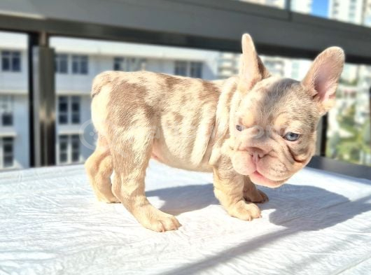 Tr De Ki En Yeni Versiyonda Exotic French Bulldog Yavruları görsel