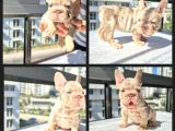 Tr De Ki En Yeni Versiyonda Exotic French Bulldog Yavruları