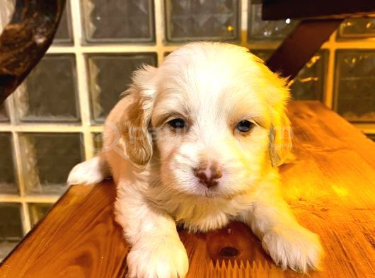 Ev doğumu maltipoo yavrularımız