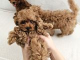 Ev Üretimi Safkan Toypoodle Yavrularımız