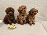 Ev Üretimi Safkan Toypoodle Yavrularımız
