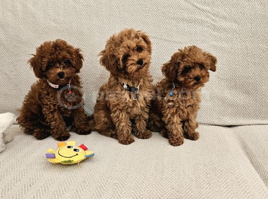Ev Üretimi Safkan Toypoodle Yavrularımız görsel