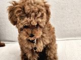 Ev Üretimi Safkan Toypoodle Yavrularımız