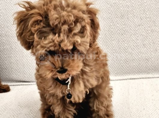 Ev Üretimi Safkan Toypoodle Yavrularımız görsel