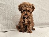 Ev Üretimi Safkan Toypoodle Yavrularımız