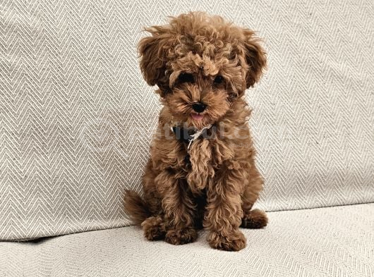 Ev Üretimi Safkan Toypoodle Yavrularımız görsel