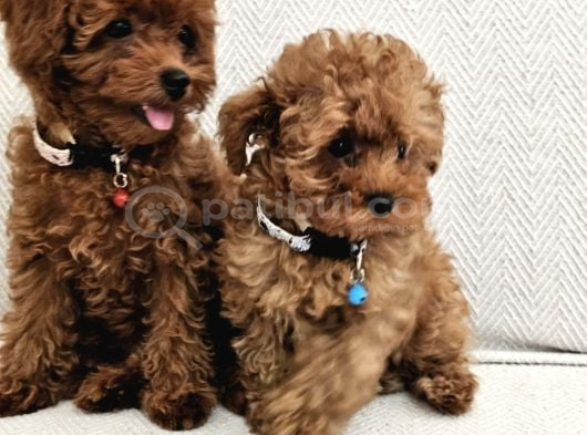 Ev Üretimi Safkan Toypoodle Yavrularımız görsel