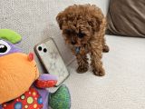 Ev Üretimi Safkan Toypoodle Yavrularımız