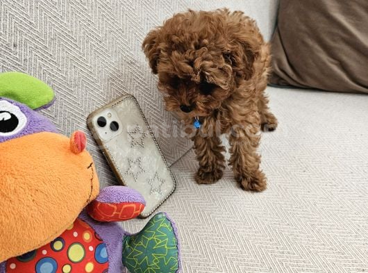 Ev Üretimi Safkan Toypoodle Yavrularımız görsel