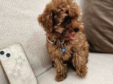 Ev Üretimi Safkan Toypoodle Yavrularımız