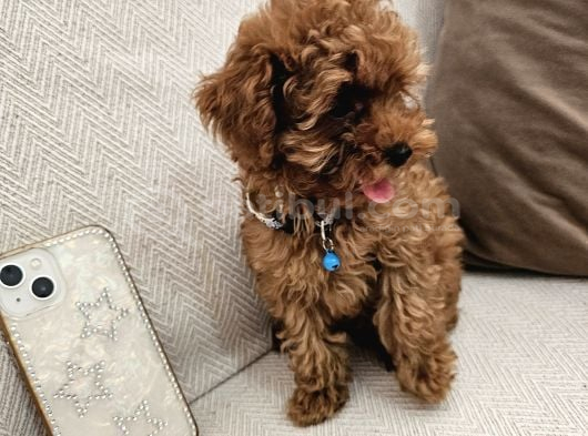 Ev Üretimi Safkan Toypoodle Yavrularımız görsel