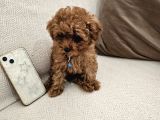 Ev Üretimi Safkan Toypoodle Yavrularımız