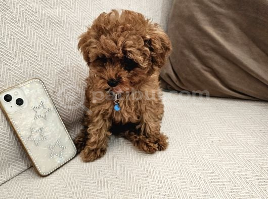 Ev Üretimi Safkan Toypoodle Yavrularımız görsel