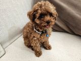 Ev Üretimi Safkan Toypoodle Yavrularımız