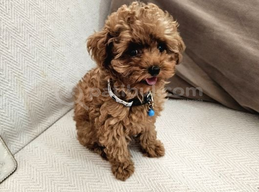 Ev Üretimi Safkan Toypoodle Yavrularımız görsel