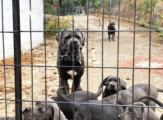 Dev Cane Corsa Yavrulari görsel