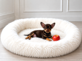 Xxs Chihuahua Apple Face Wc Eği̇ti̇mli̇