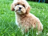 Malti̇poo Ci̇nsi̇ Yavrular Ev Üreti̇mi̇