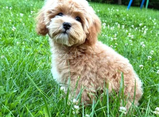 Malti̇poo Ci̇nsi̇ Yavrular Ev Üreti̇mi̇ görsel