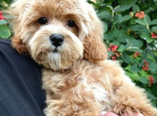 MALTİPOO CİNSİ YAVRULAR EV ÜRETİMİ