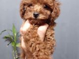 Toy Poodle Sevi̇mli̇ Yavrular Ev Üreti̇mi̇