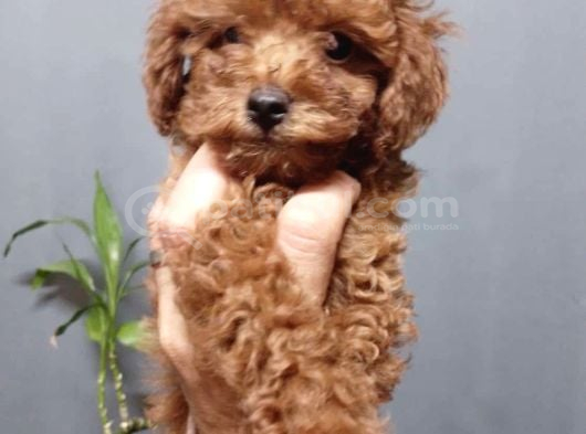 TOY POODLE SEVİMLİ YAVRULAR EV ÜRETİMİ