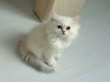 British Longhair