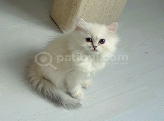 British Longhair görsel