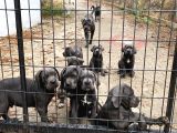 Dev Cane Corsa Yavrulari