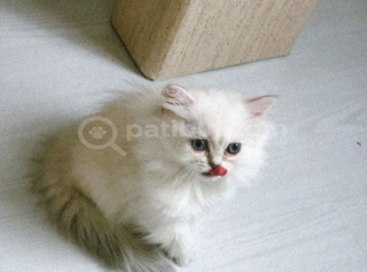 British Longhair görsel