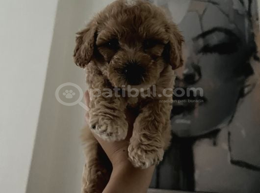 Toy Poodle 2 Aylık görsel