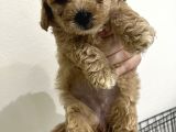Toy Poodle 2 Aylık