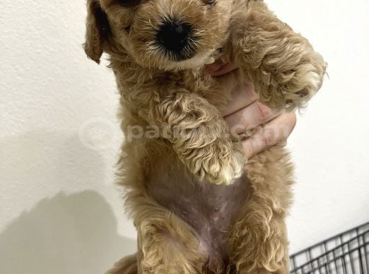 Toy Poodle 2 Aylık görsel