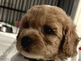 Toy Poodle 2 Aylık