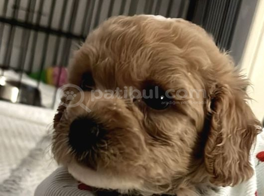 Toy Poodle 2 aylık