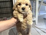 Toy Poodle 2 Aylık