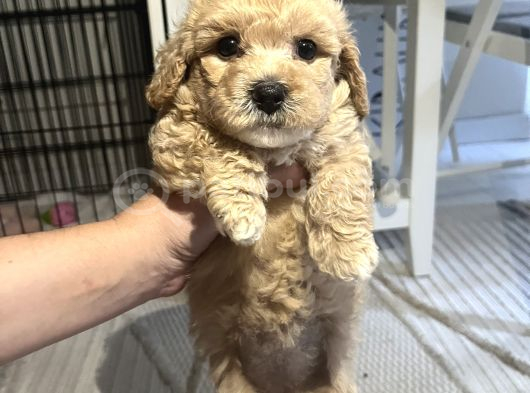 Toy Poodle 2 Aylık görsel