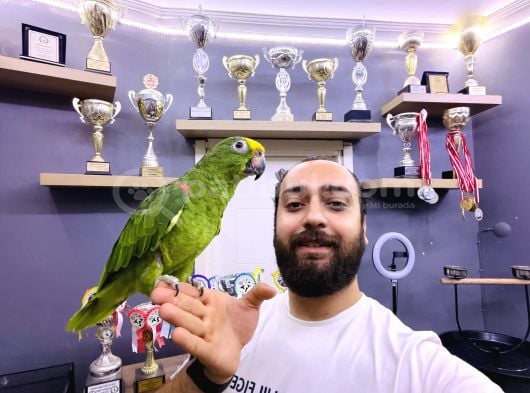Kahkaha Atan Full Evci̇l Amazon Papağani görsel