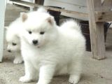 Samoyed Bebi̇şler