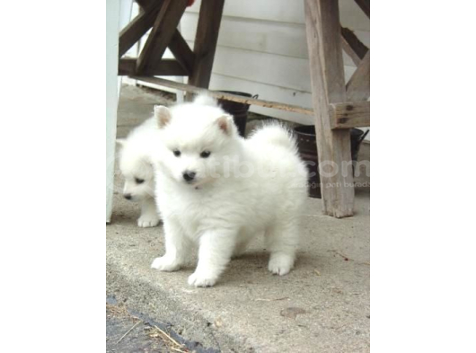 Samoyed Bebi̇şler görsel
