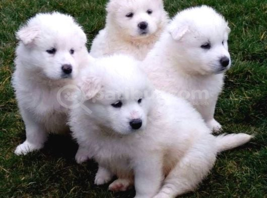 SaMOYED BEBİŞLER