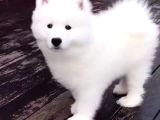 Samoyed Bebi̇şler