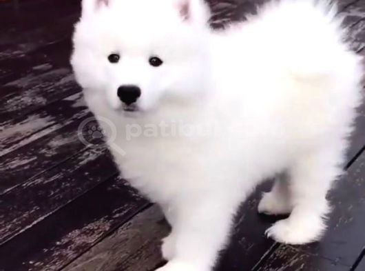 Samoyed Bebi̇şler görsel