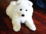 Samoyed Bebi̇şler