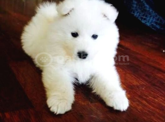 Samoyed Bebi̇şler görsel