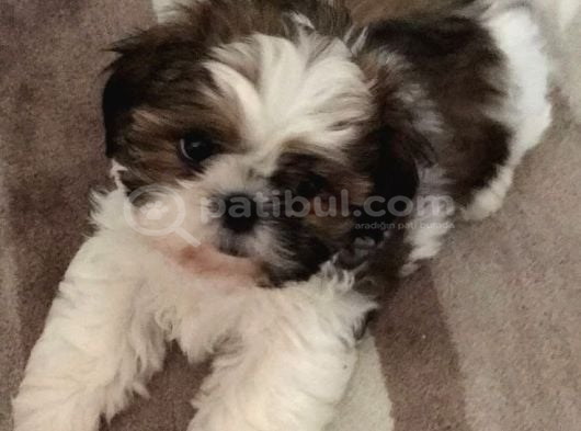 Tatlimi Çok Tatli Shi̇h Tzu Bebekleri̇mi̇z görsel