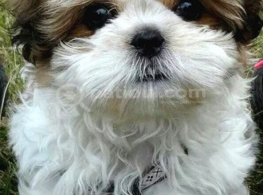 Tatlimi Çok Tatli Shi̇h Tzu Bebekleri̇mi̇z görsel