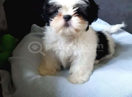 Tatlimi Çok Tatli Shi̇h Tzu Bebekleri̇mi̇z görsel